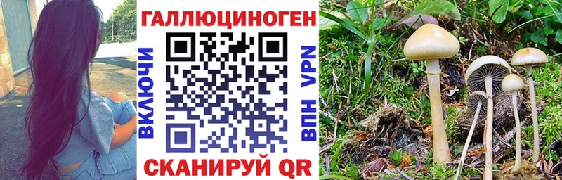 сколько стоит  Верхотурье  Галлюциногенные грибы Psilocybe 